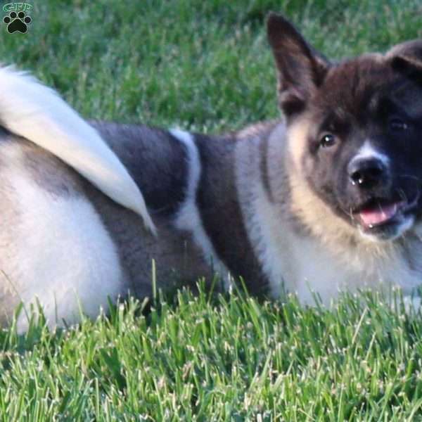 Sugar, Akita Puppy